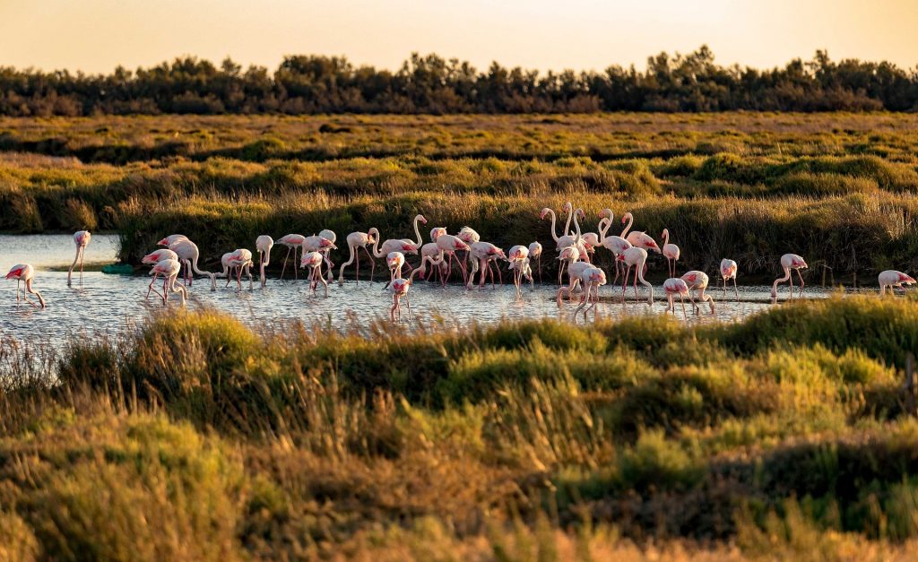 camargue-marais