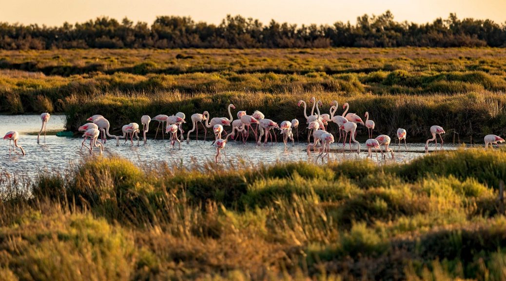 camargue-marais