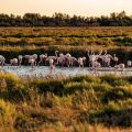 camargue-marais